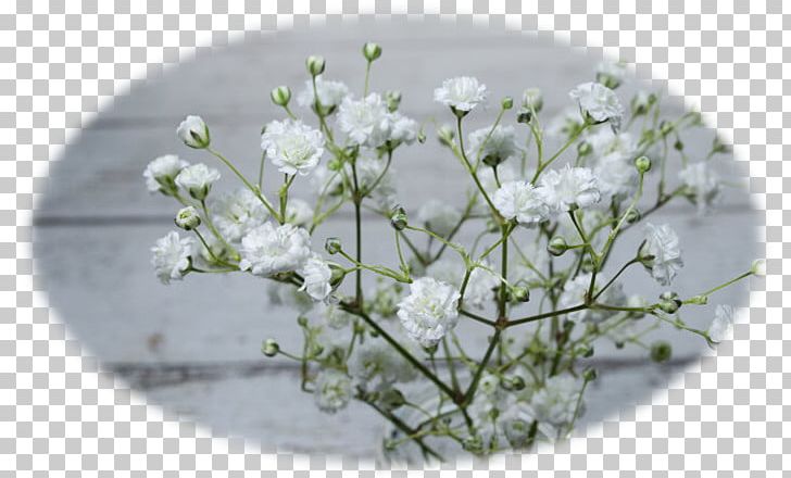Cut Flowers Gypsophila Paniculata Plant Seed PNG, Clipart, Babysbreath, Blossom, Bond, Branch, Breath Free PNG Download