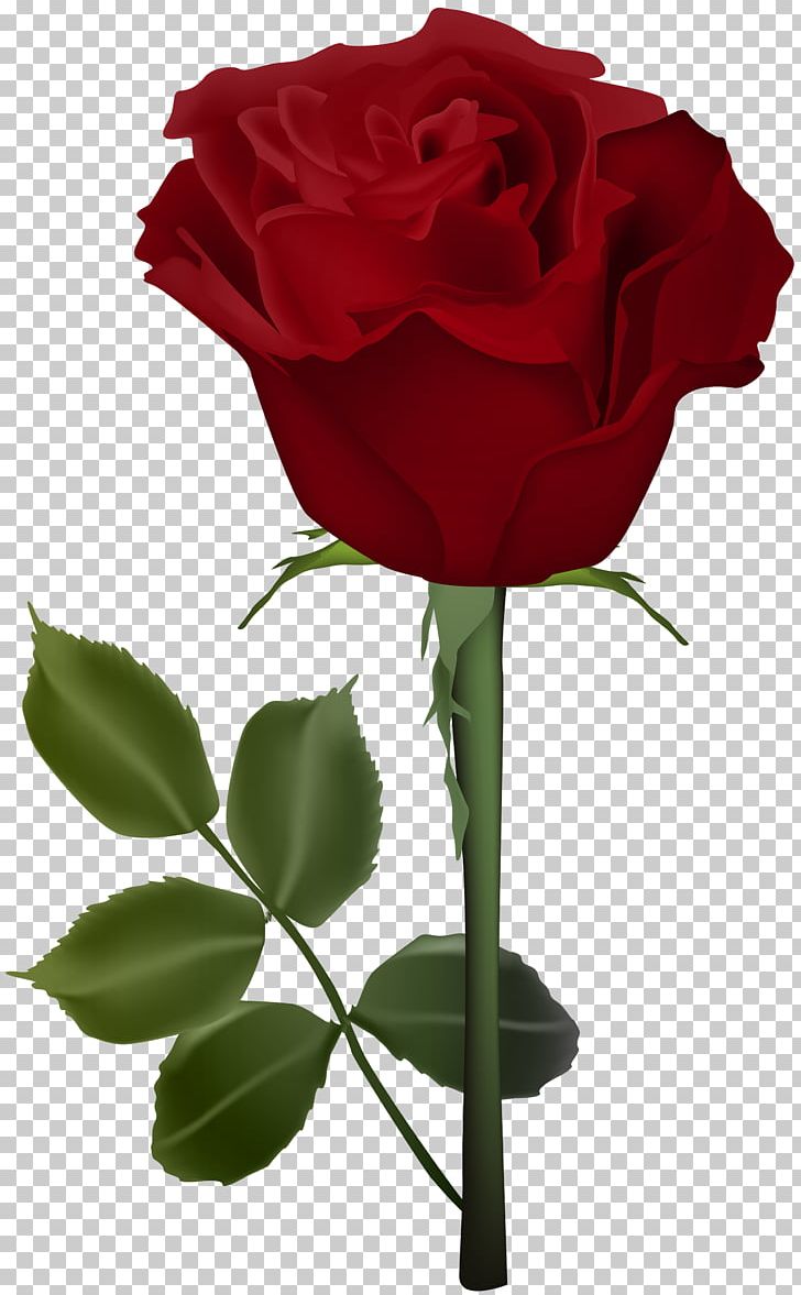 Garden Roses Centifolia Roses Flower PNG, Clipart, Clipart, Color, Cut Flowers, Floral Design, Floristry Free PNG Download