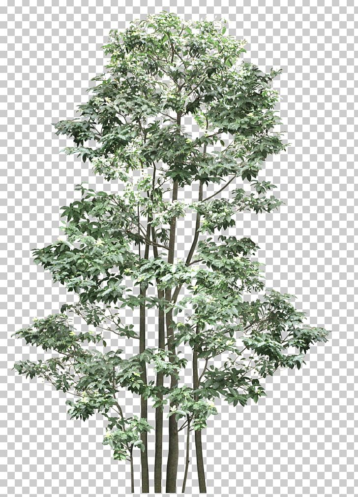 Out-Tree Shrub Branch Plant PNG, Clipart, Branch, Graph, Green, Nature, Outtree Free PNG Download