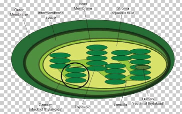 Thylakoid Cell Chloroplast Granum Photosynthesis PNG, Clipart, Biology, Cell, Cell Biology, Cell Membrane, Chloroplast Free PNG Download