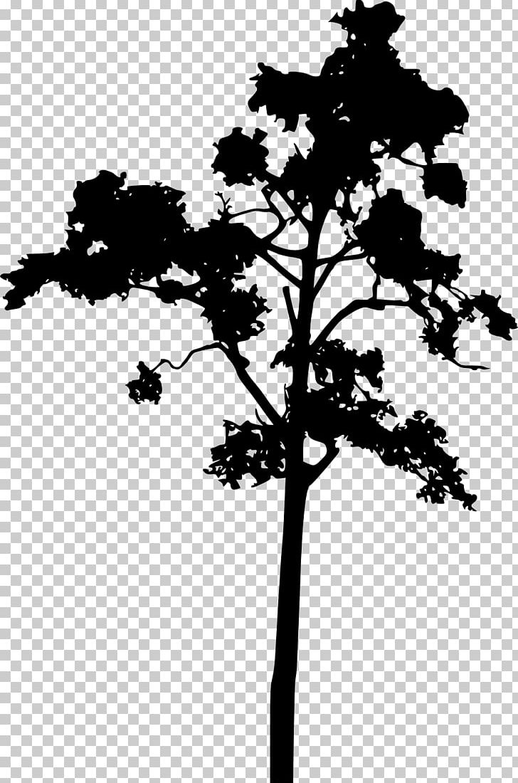 Tree Woody Plant Plant Stem Silhouette PNG, Clipart, Animals, Black And White, Branch, Conifer, Conifers Free PNG Download