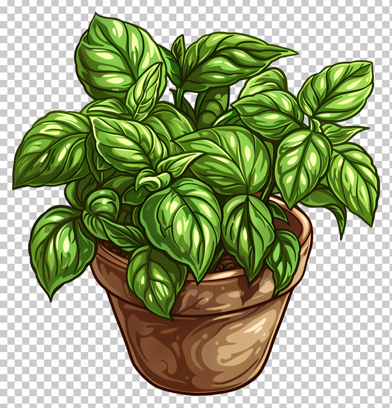 Basil - Beautiful Potted Basil Plant PNG