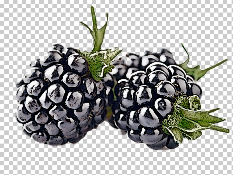 Berry Blackberry Fruit Plant Natural Foods PNG, Clipart, Accessory Fruit, Berry, Blackberry, Dewberry, Food Free PNG Download
