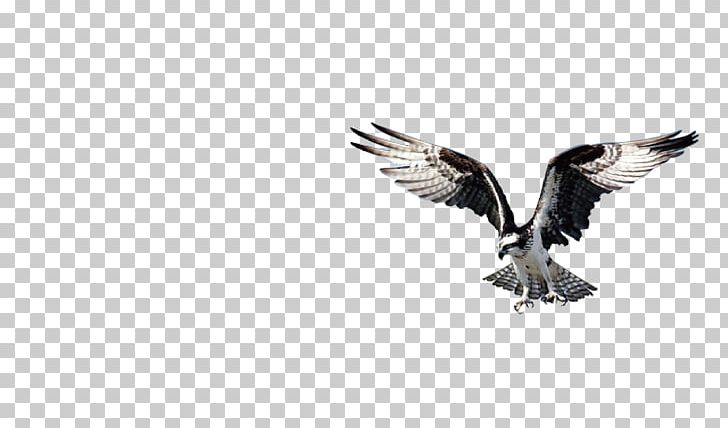Bird Of Prey Bald Eagle Beak PNG, Clipart, African Fish Eagle, Animal, Animals, Bald Eagle, Beak Free PNG Download
