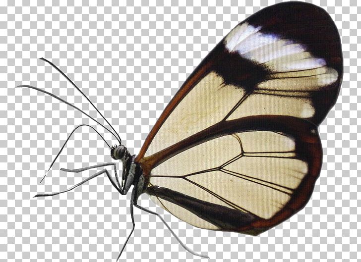Butterfly Insect Greta Oto Stock Photography PNG, Clipart, Alamy, Animal, Arthropod, Brush Footed Butterfly, Butterflies And Moths Free PNG Download