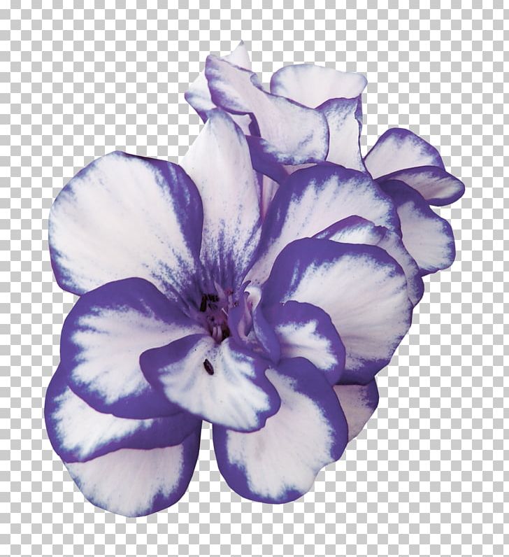 Centerblog Violet Magnolia Mauve PNG, Clipart, Bird, Blog, Centerblog, Color, Cut Flowers Free PNG Download