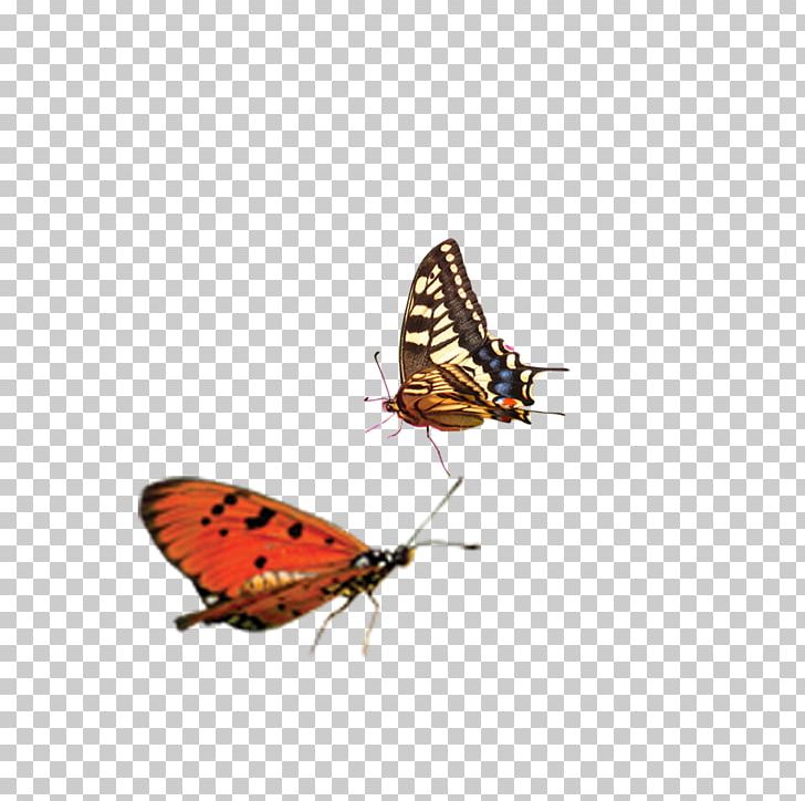 Monarch Butterfly Lycaenidae Fun PNG, Clipart, Arthropod, Blue Butterfly, Brush Footed Butterfly, Butt, Butterflies Free PNG Download