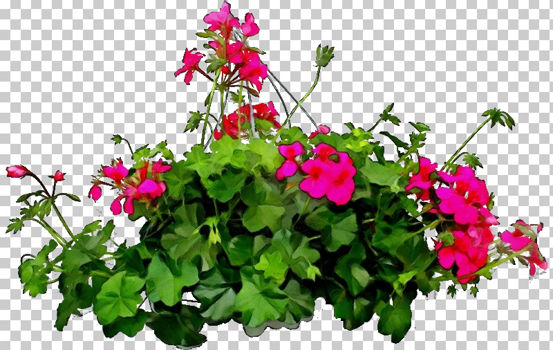 Flower Plant Petal Magenta Annual Plant PNG, Clipart, Annual Plant, Flower, Geraniaceae, Geraniales, Geranium Free PNG Download