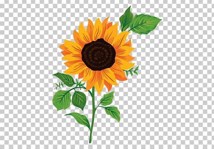 Common Sunflower Drawing PNG, Clipart, Animation, Common Sunflower, Cut Flowers, Daisy Family, Drawing Free PNG Download