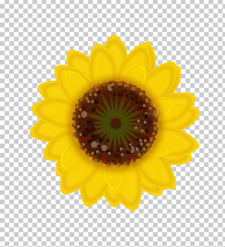 Common Sunflower Sunflower Seed Sticker Transvaal Daisy PNG, Clipart, Asterales, Common Sunflower, Daisy Family, Emoji, Flower Free PNG Download