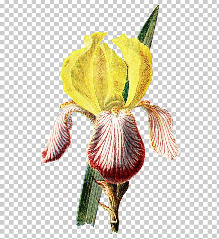 Irises Botanical Illustration Botany Flower PNG, Clipart, Bog Arum, Botanical Illustration, Botany, Cut Flowers, Drawing Free PNG Download