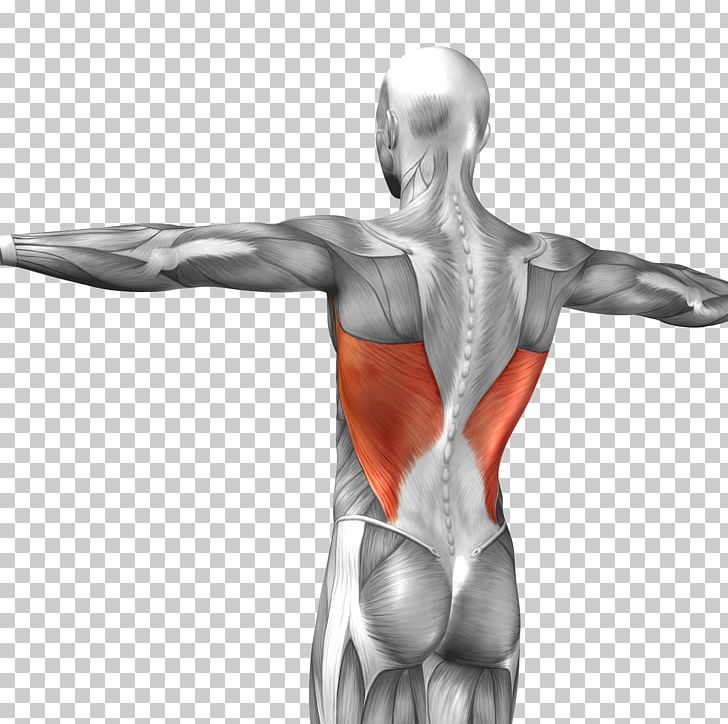 Latissimus Dorsi Muscle Triceps Brachii Muscle Rectus Abdominis Muscle Anatomy PNG, Clipart, 3d Arrows, Abdomen, Arm, Business Man, Hand Free PNG Download