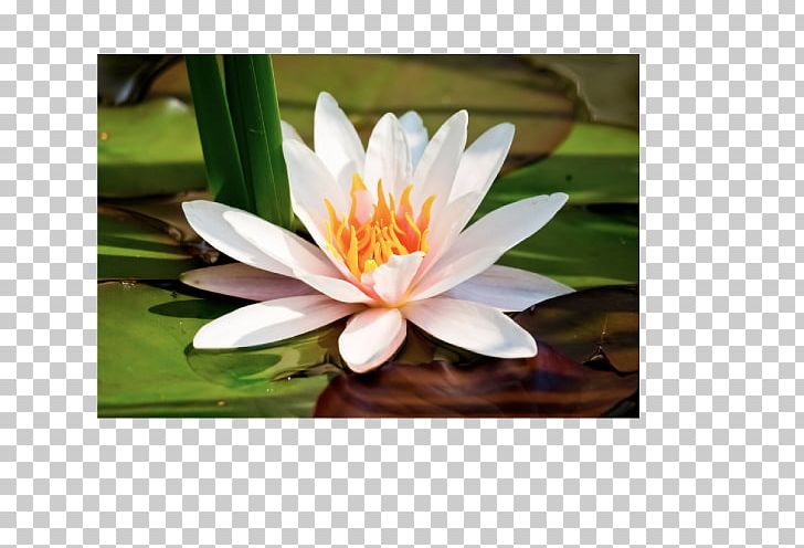 Nymphaea Alba Lilium Desktop Flower Nymphaea Odorata PNG, Clipart, 1080p, Aquatic Plant, Desktop Wallpaper, Flora, Flower Free PNG Download