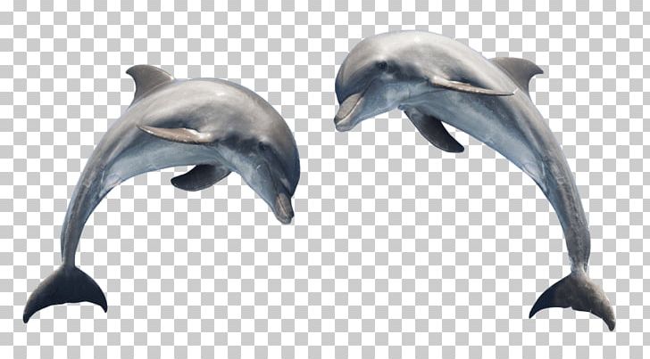Spinner Dolphin Common Bottlenose Dolphin Portable Network Graphics Transparency PNG, Clipart, Animals, Bottlenose Dolphin, Cetacea, Common Bottlenose Dolphin, Dolphin Free PNG Download