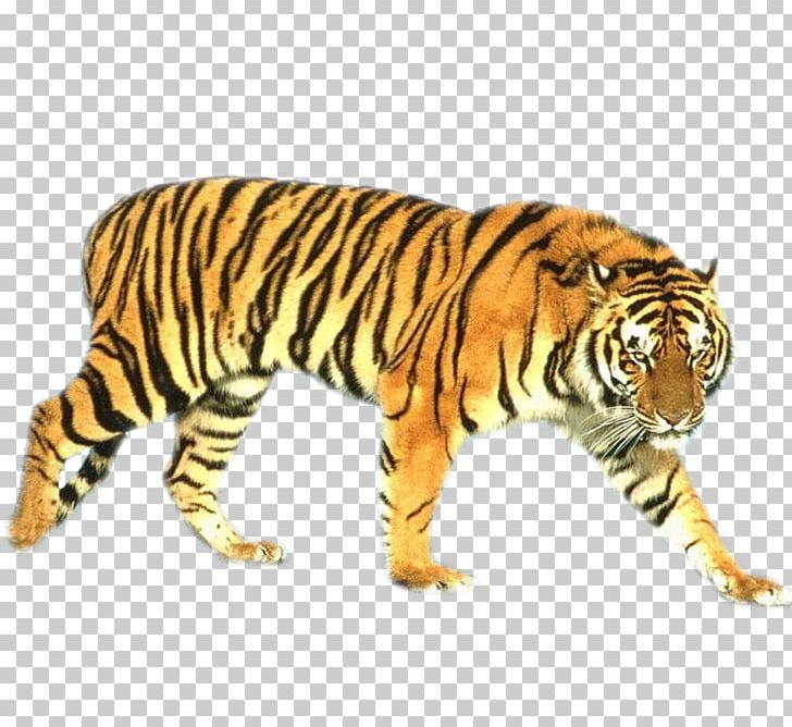 Tiger Cat Beach HVGA PNG, Clipart, Animals, Beach, Big Cats, Carnivoran, Cat Like Mammal Free PNG Download