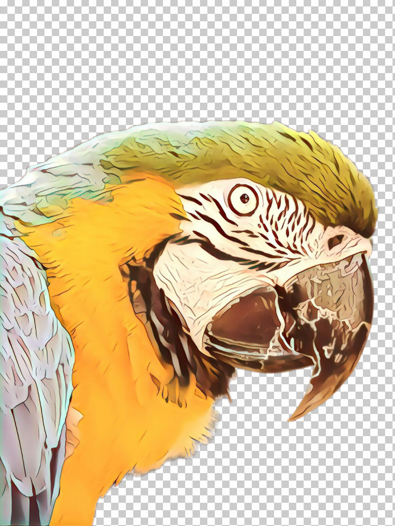 Feather PNG, Clipart, Beak, Bird, Feather, Macaw, Parrot Free PNG Download