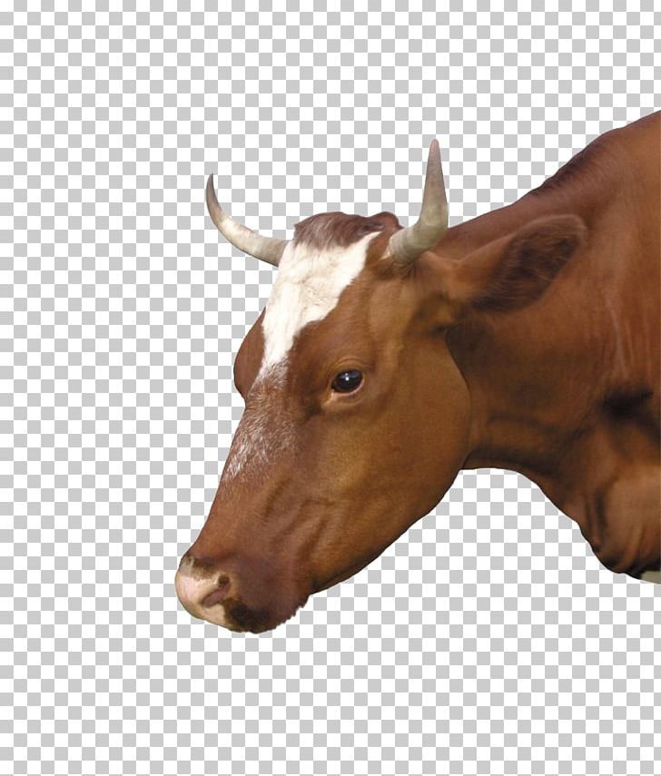 Calf Dairy Cattle Ox Eid Al-Adha Bayram PNG, Clipart, Animal, Animals, Bayram, Bull, Calf Free PNG Download