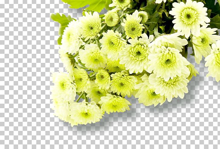 Chrysanthemum Common Daisy Fundal PNG, Clipart, Annual Plant, Black White, Daisy Family, Flower, Flower Arranging Free PNG Download
