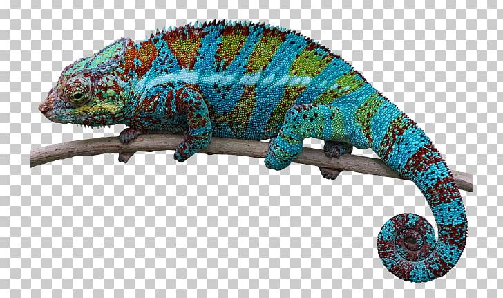 Lizard Chameleons Common Iguanas PNG, Clipart, Animal, Animals, Bukalemun, Chameleon, Chameleons Free PNG Download
