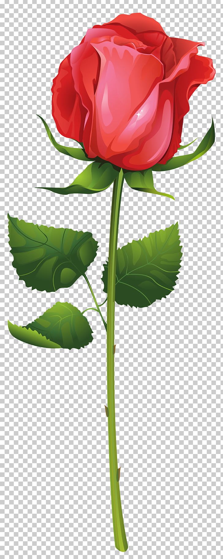 Rose Flower Plant Stem PNG, Clipart, Bud, Clip Art, Clipart, Cut Flowers, Drawing Free PNG Download