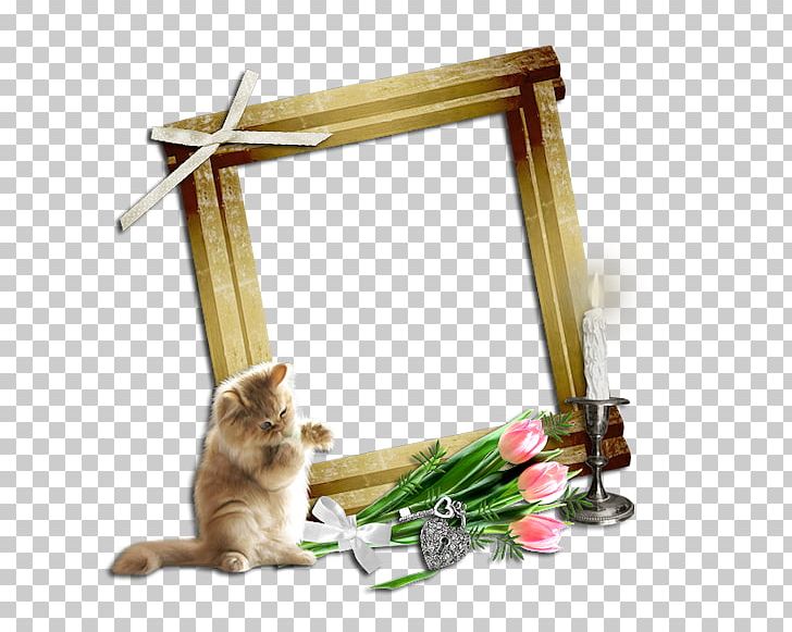 Whiskers Cat Kitten Frames Photography PNG, Clipart, 4shared, Animals, Cat, Cat Furniture, Cat Like Mammal Free PNG Download