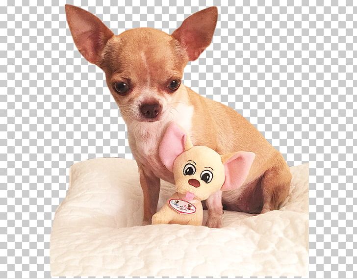 Chihuahua Russkiy Toy Prince And Princess Puppy Dog Breed PNG, Clipart, Animals, Baby Prince, Breed, Carnivoran, Chihuahua Free PNG Download