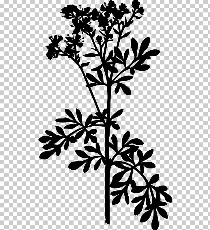 Common Rue Herb Medicinal Plants Food PNG, Clipart, Black And White, Botanical Illustration, Branch, Common, Culinary Arts Free PNG Download
