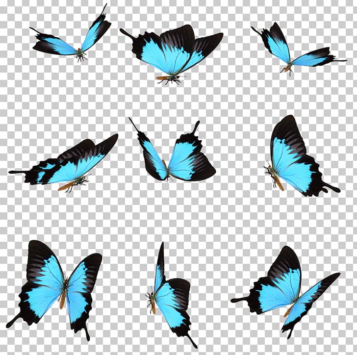 Computer Icons PNG, Clipart, Animals, Butterfly, Computer Icons, Download, Encapsulated Postscript Free PNG Download