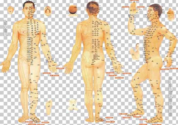 Acupuncture Meridian Traditional Chinese Medicine Therapy Moxibustion PNG, Clipart, Acupressure, Akupunktiopiste, Alternative Health Services, Arm, Body Free PNG Download