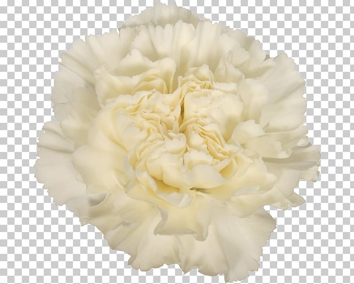 Carnation Cut Flowers Alessandria White Skin PNG, Clipart, Alessandria, Carnation, Cream, Cut Flowers, Flower Free PNG Download