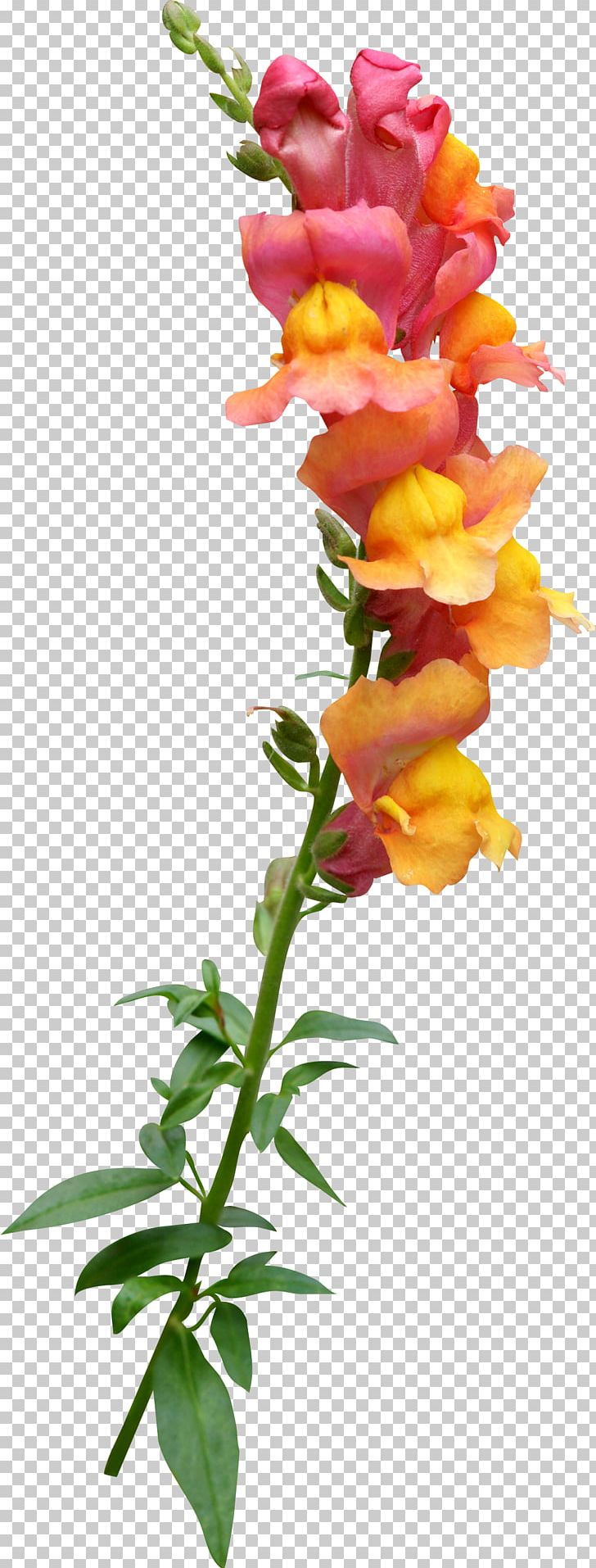 Cut Flowers Watercolor Painting Floral Design Wildflower PNG, Clipart, Aloe, Color, Concepteur, Cut Flowers, Flora Free PNG Download