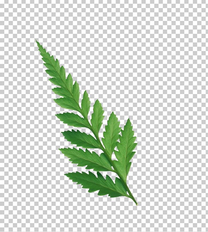 Leaf Plant Stem Fern Drawing PNG, Clipart, Blog, Cosmetics, Creativity, Drawing, Fern Free PNG Download