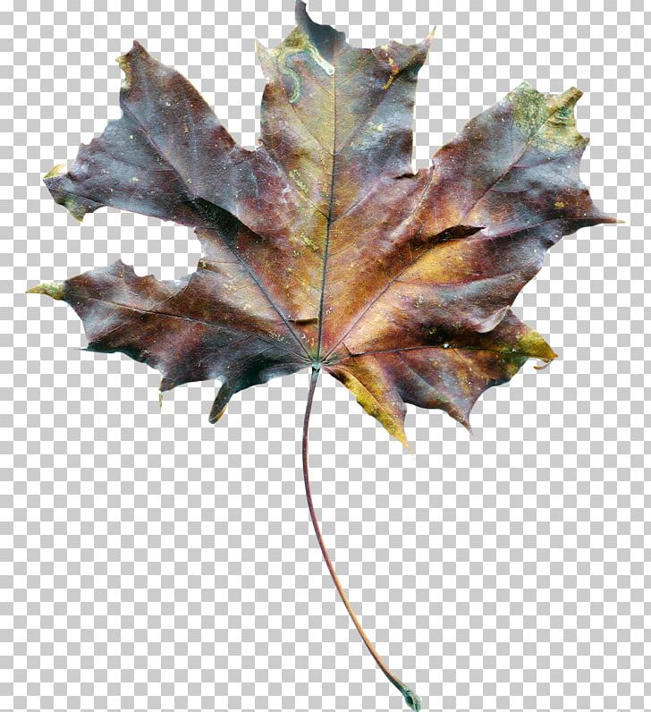 Maple Leaf Drought Soil PNG, Clipart, Drawing, Drought, Dry, Gratis, Leaf Free PNG Download