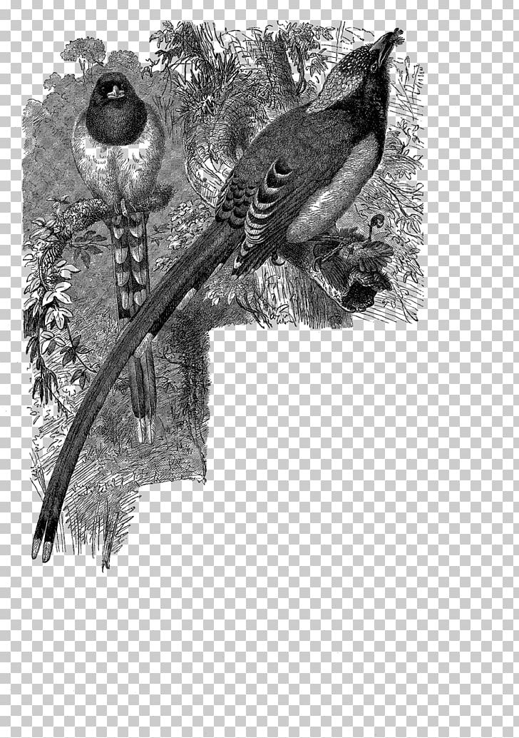Beak Feather Wildlife White Tail PNG, Clipart, Animals, Beak, Bird, Black And White, Branch Free PNG Download