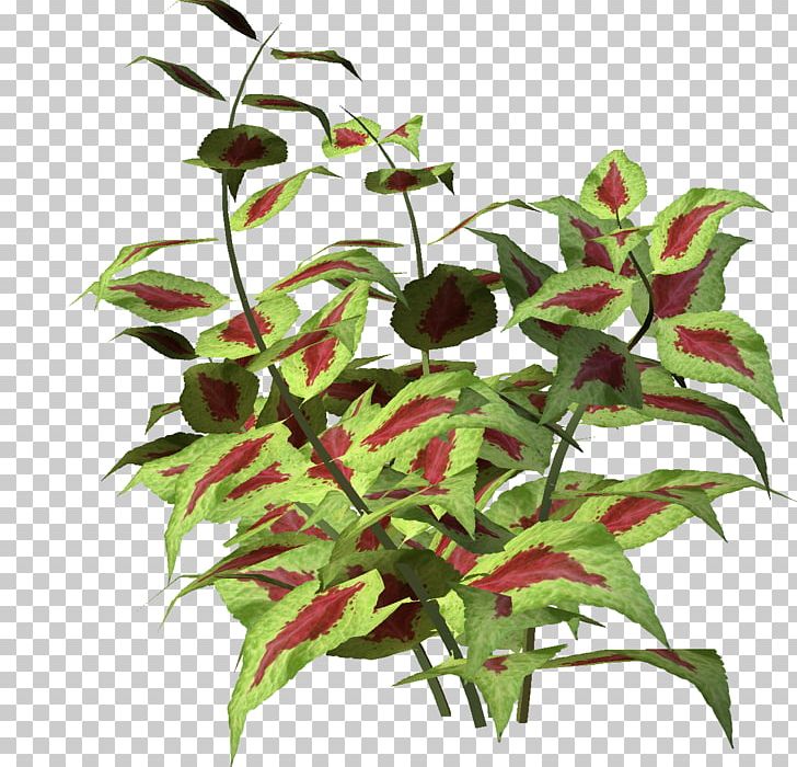 Plant Flower PNG, Clipart, Blog, Clip Art, Digital Image, Flower, Flowering Plant Free PNG Download