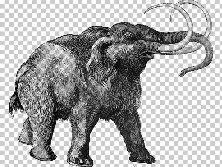Woolly Mammoth Extinction Science Elephantidae Cloning PNG, Clipart, Ancient Dna, Black And White, Cattle Like Mammal, Cloning, Education Science Free PNG Download