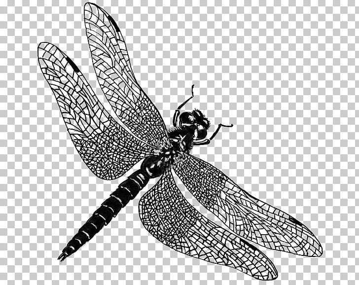 Dragonfly Public Domain PNG, Clipart, Arthropod, Bee, Black And White, Butterfly, Dragonflies And Damseflies Free PNG Download