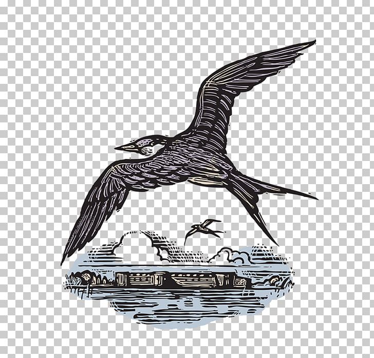 Eagle Water Bird Gannets Seabird PNG, Clipart, Accipitriformes, Animals, Beak, Bill, Bill Russell Free PNG Download