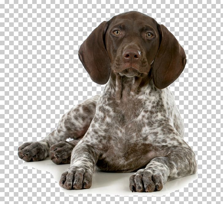 German Shorthaired Pointer Puppy Hunting PNG, Clipart, Animals, Bird Dog, Braque D Auvergne, Breed, Breed Club Free PNG Download