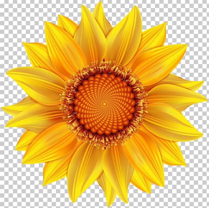 Graphics Stock Photography Illustration PNG, Clipart, Daisy Family, Flower, Flowering Plant, Getty Images, Petal Free PNG Download