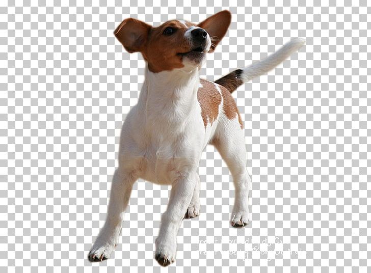 Jack Russell Terrier Parson Russell Terrier Miniature Fox Terrier Smooth Fox Terrier Rat Terrier PNG, Clipart, Animal, Animals, Breed, Canidae, Carnivoran Free PNG Download