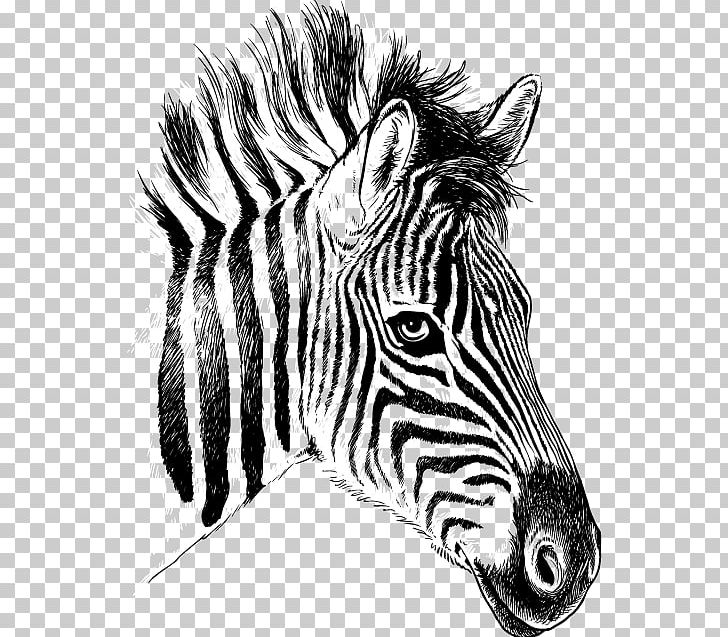 Quagga Zebra Drawing PNG, Clipart, Animal, Animals, Face, Fauna, Happy Birthday Vector Images Free PNG Download