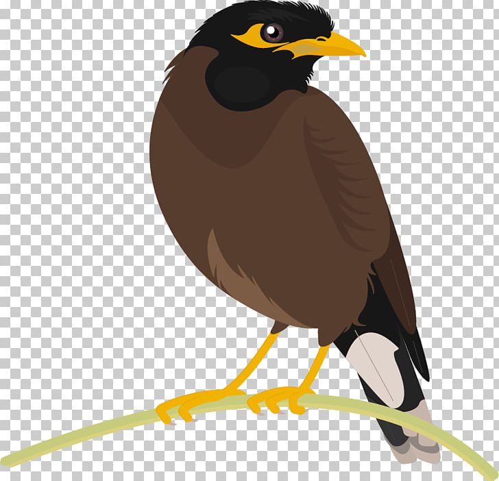 Common Myna Bird Beak PNG, Clipart, Acridotheres, Angling, Animals, Beak, Biodiversity Free PNG Download