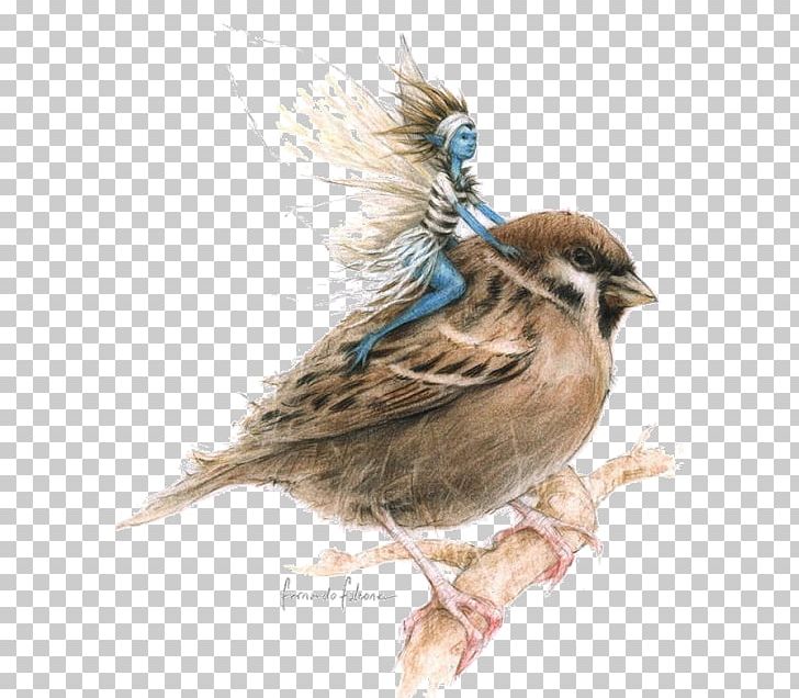 House Sparrow Enciclopedia Misteriosa De Los Seres Diminutos American Sparrows Creencia Popular Encyclopedia PNG, Clipart, American Sparrows, Beak, Belief, Bird, Creencia Popular Free PNG Download