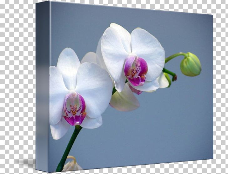 Moth Orchids Concime Flower Plant PNG, Clipart, Color, Computer Wallpaper, Concime, Fertilisers, Flora Free PNG Download