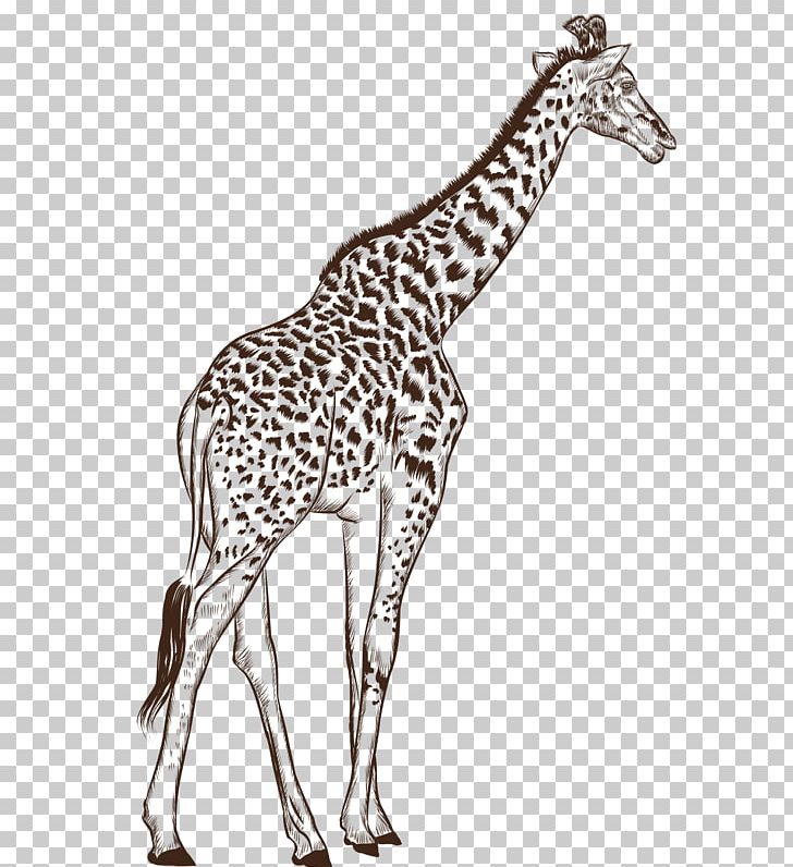 Northern Giraffe Black And White Drawing Cartoon PNG, Clipart, Animal, Animals, Balloon Cartoon, Boy Cartoon, Cartoon Character Free PNG Download