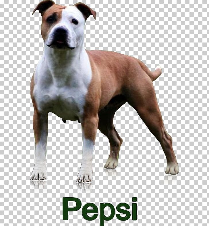 Dog Breed American Staffordshire Terrier American Pit Bull Terrier Staffordshire Bull Terrier Bull And Terrier PNG, Clipart, American Pit Bull Terrier, American Staffordshire Terrier, Breed, Bull, Bull And Terrier Free PNG Download