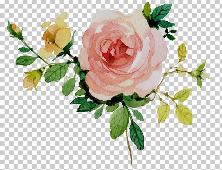 Garden Roses Cut Flowers Cabbage Rose Floral Design PNG, Clipart, Branch, Cut Flowers, Floral Design, Floribunda, Floristry Free PNG Download