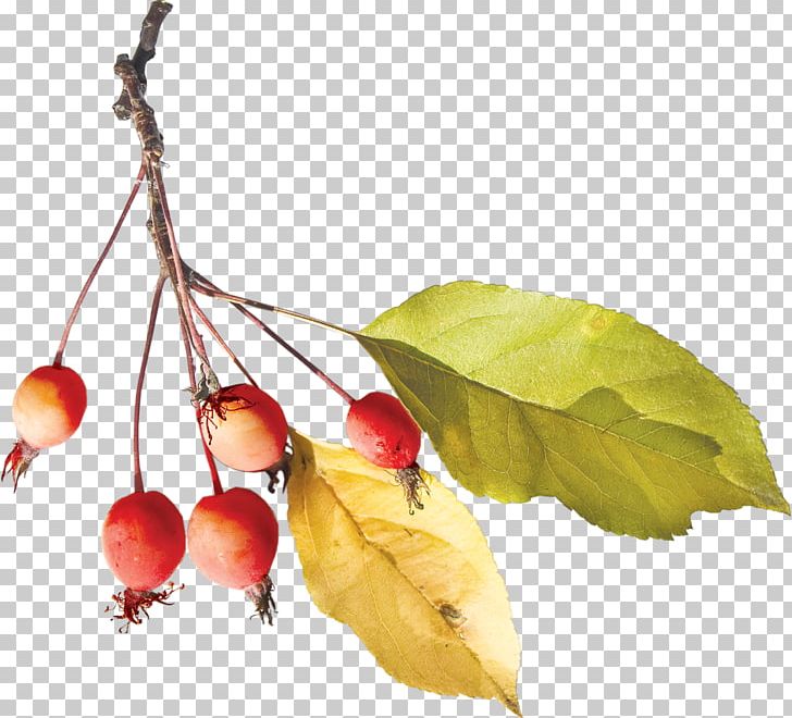 Still Life Photography PNG, Clipart, Branch, Fruit, Others, Photography, Still Life Free PNG Download