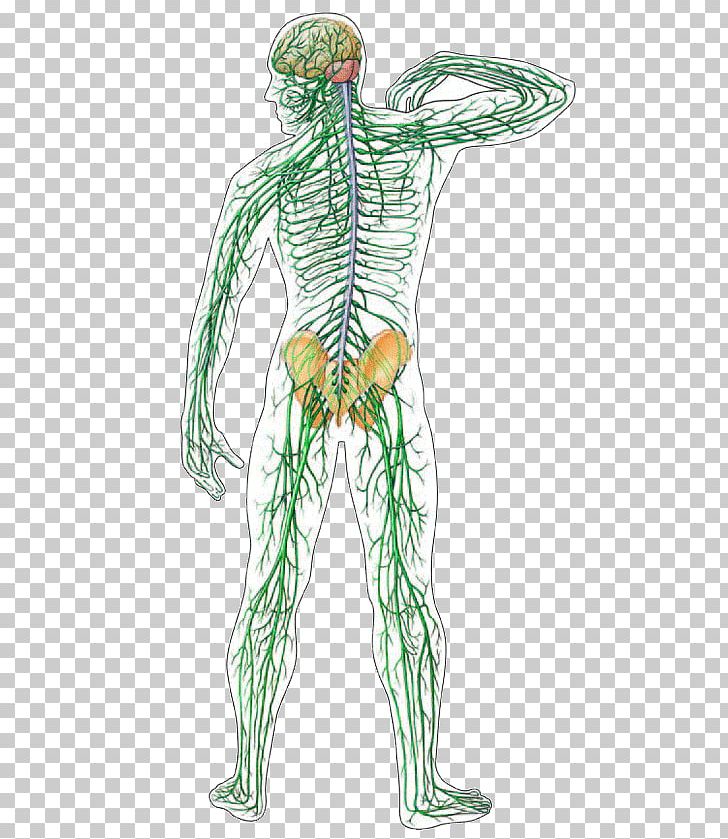 Central Nervous System Human Body Nerve Organ System PNG, Clipart, Afferent Nerve Fiber, Arm, Cell, Fictional Character, Head Free PNG Download